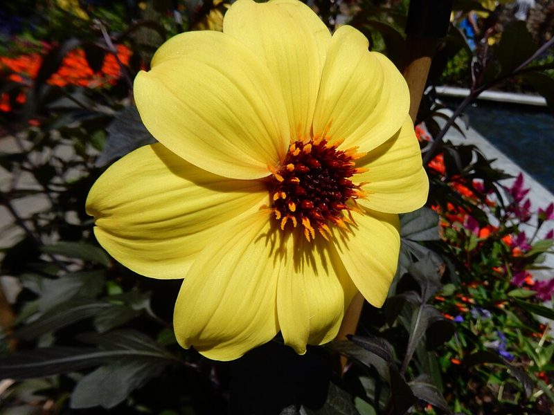 Dahlia flower