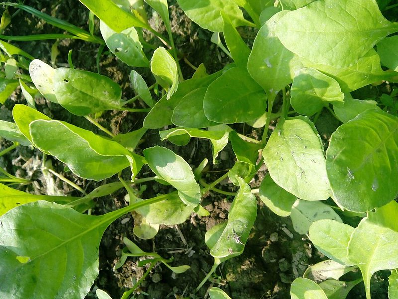 English spinach