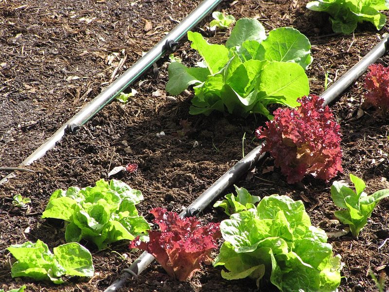 Loose-leaf lettuce