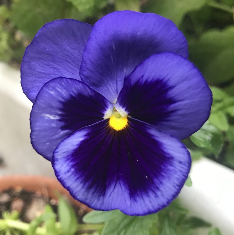 Pansy flower