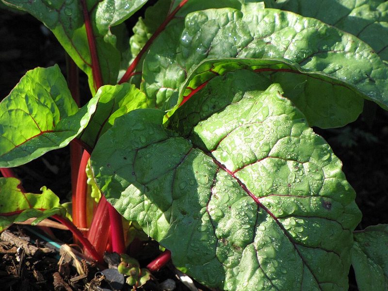 Silverbeet