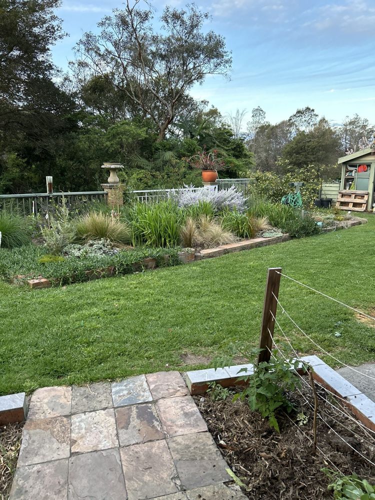 Step 3: the bed grown in, now full of layered native grasses, strappy plants and a silver-leaved shrub along the fence line