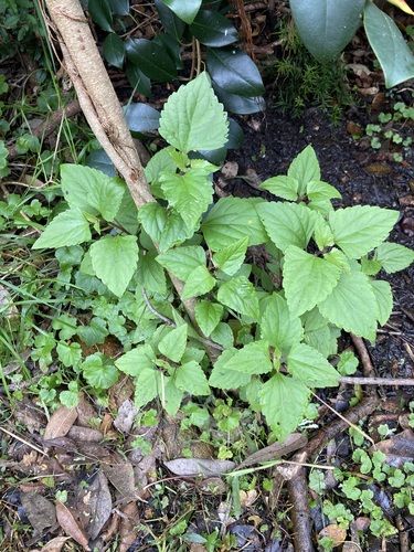 Crofton weed (Ageratina adenophora)