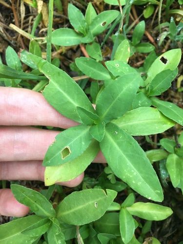 Alligator weed (Alternanthera philoxeroides)