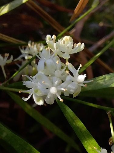 Sicklethorn (Asparagus falcatus)