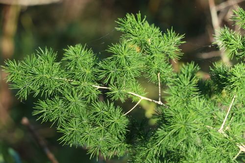 Ming asparagus fern (Asparagus macowanii)