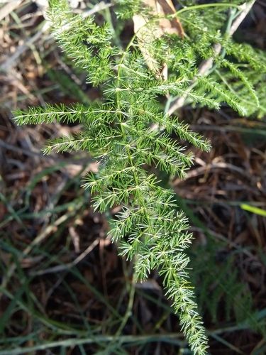 Climbing asparagus fern (Asparagus plumosus)