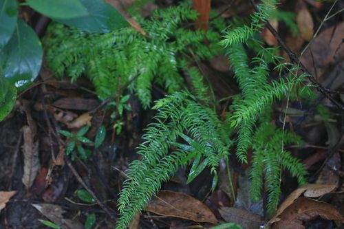 Snakefeather (Asparagus scandens)