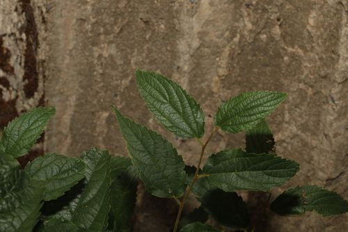 European hackberry (Celtis australis)