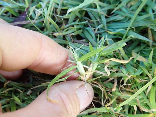 Kikuyu grass (Cenchrus clandestinus (syn. Pennisetum clandestinum))