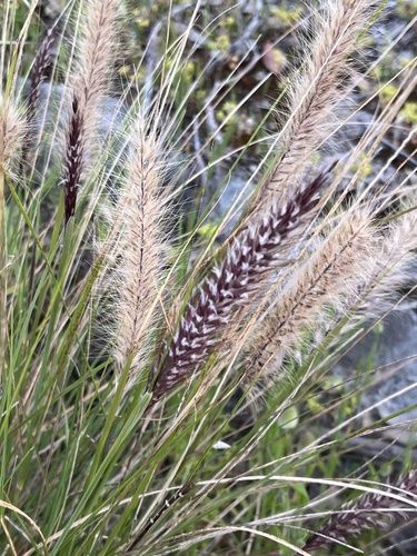 Fountain grass (Cenchrus setaceus)