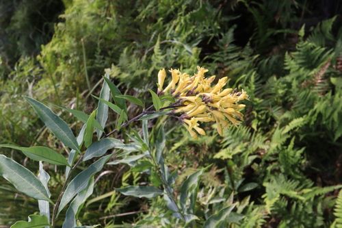 Green cestrum (Cestrum parqui)