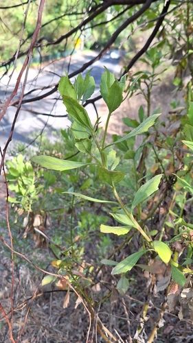 Bitou bush (Chrysanthemoides monilifera subsp. rotundata)