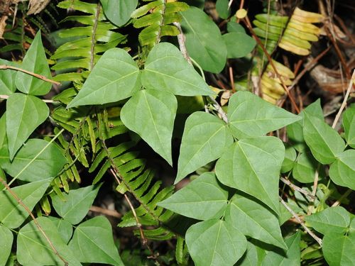 Dipogon (Dipogon lignosus)