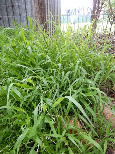 Panic veldtgrass (Ehrharta erecta)