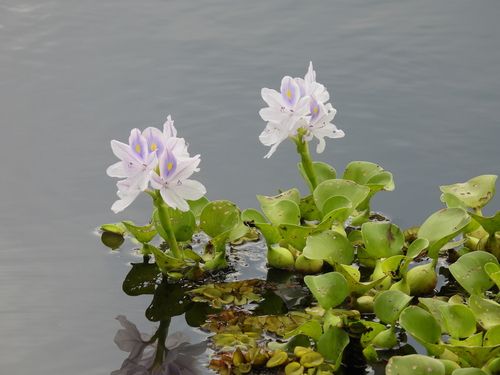 Water hyacinth (Eichhornia crassipes)