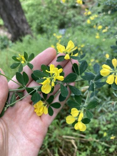 Cape broom (Genista monspessulana)