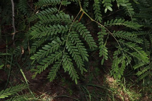 Honey locust (Gleditsia triacanthos)