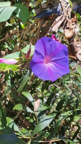Morning glory - purple (Ipomoea indica)