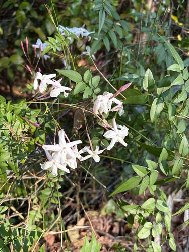 Jasmine (Jasminum polyanthum)