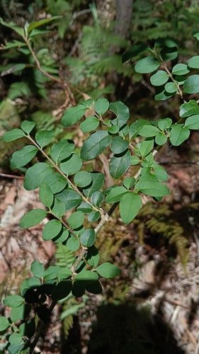 Privet - narrow-leaf (Ligustrum sinense)