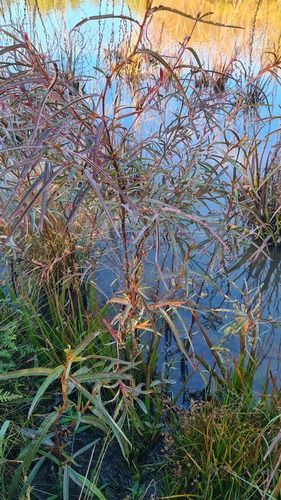 Long-leaf willow primrose (Ludwigia longifolia)