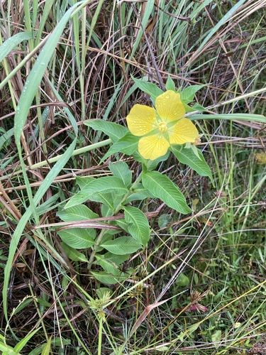 Ludwigia (Ludwigia peruviana)