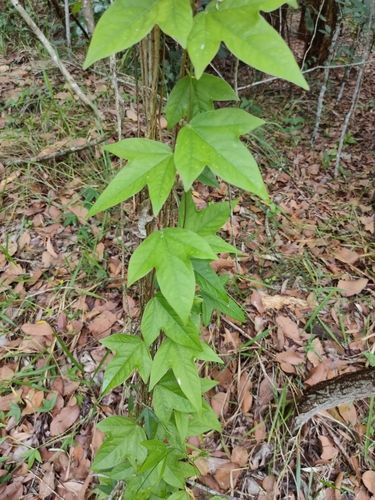 Corky passionfruit (Passiflora suberosa)