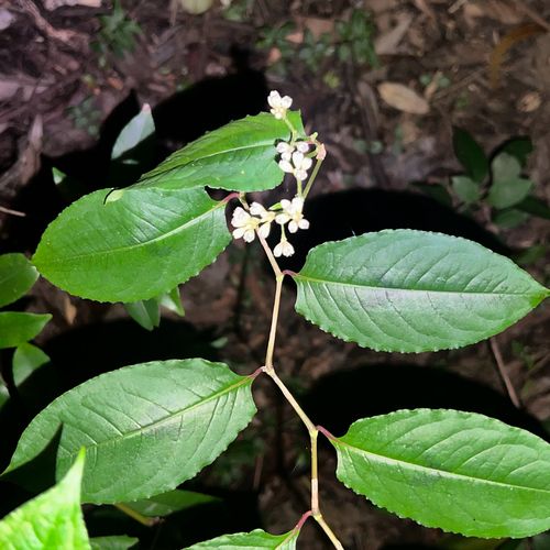 Chinese knotweed (Persicaria chinensis)