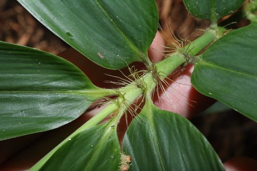 Rhizomatous bamboo (Phyllostachys species)