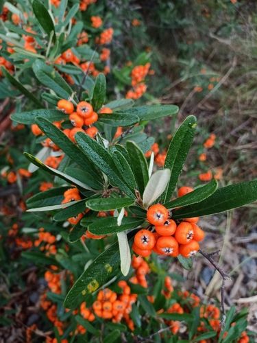 Firethorn (Pyracantha species)