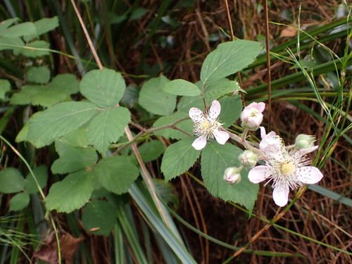 Blackberry (Rubus fruticosus species aggregate)