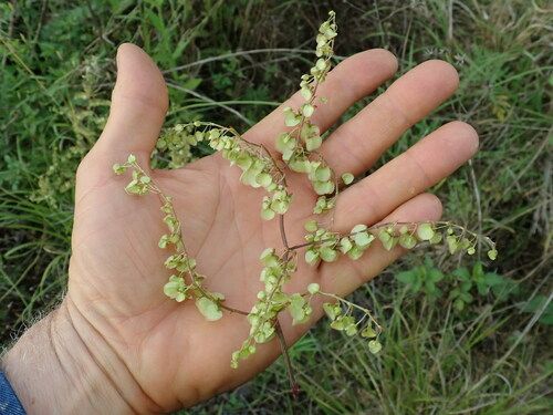 Turkey rhubarb (Rumex sagittatus)