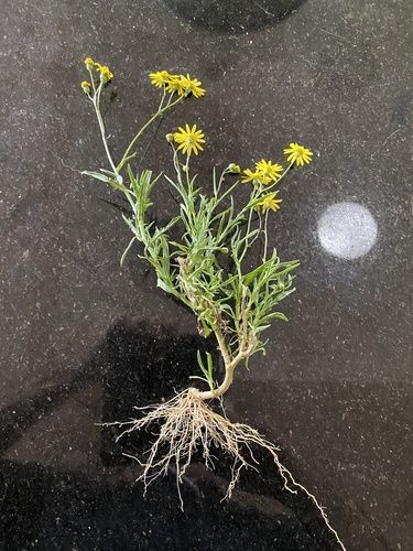 Fireweed (Senecio madagascariensis)