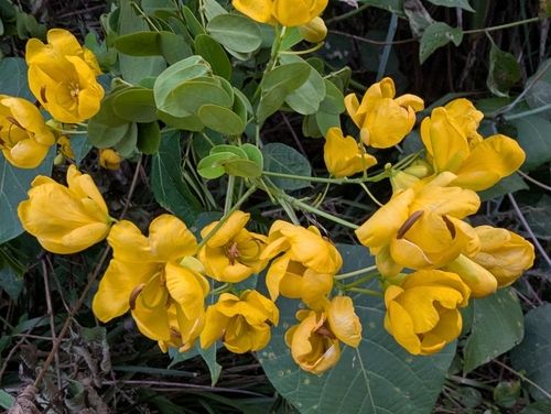 Cassia (Senna pendula var. glabrata)