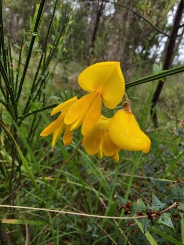 Spanish broom (Spartium junceum)