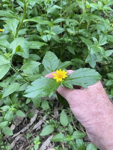 Singapore daisy (Sphagneticola trilobata)