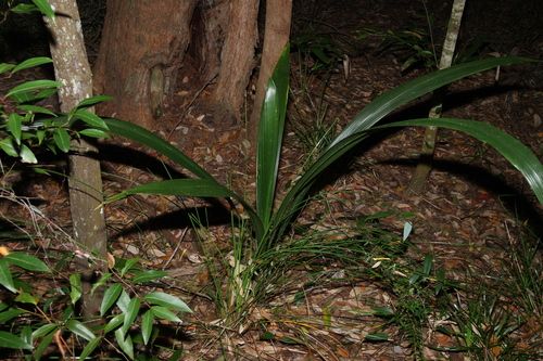 Cocos palm (Syagrus romanzoffiana)