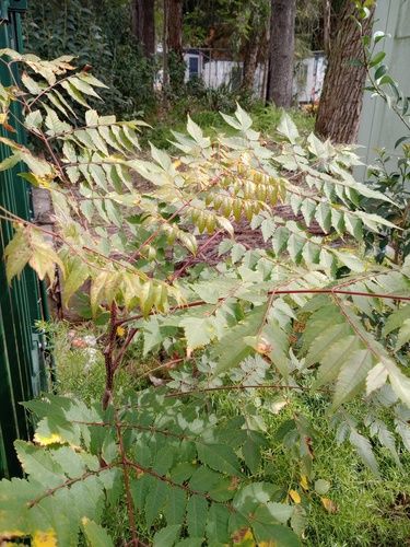 Rhus tree (Toxicodendron succedaneum)