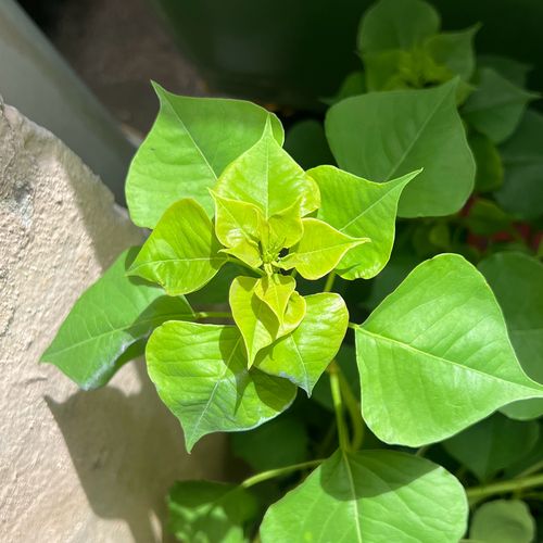Chinese tallow tree (Triadica sebifera)