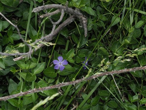 Blue periwinkle (Vinca major)
